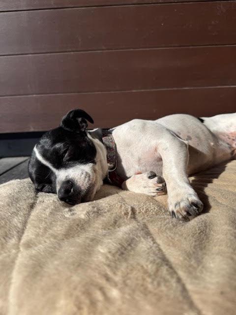 Rogue, a ADOPTABLE mixed breed in Huson, MT image 4/6