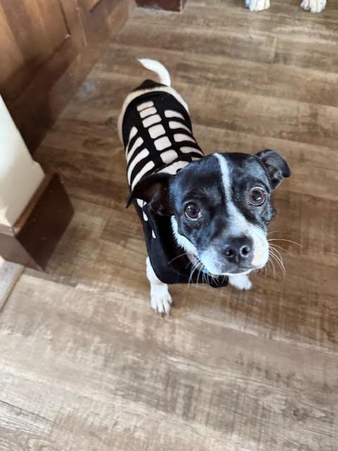 Rogue, a ADOPTABLE mixed breed in Huson, MT image 6/6