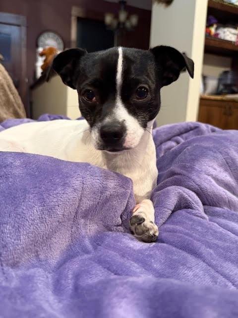 Rogue, a ADOPTABLE mixed breed in Huson, MT image 3/6