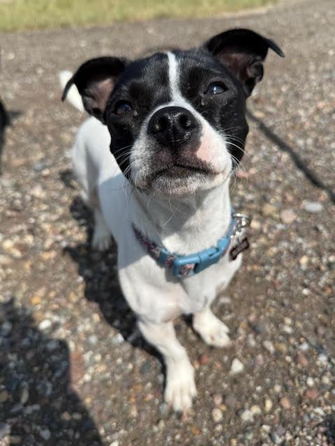 Rogue, ADOPTABLE, Adult Female Chihuahua & Pug.