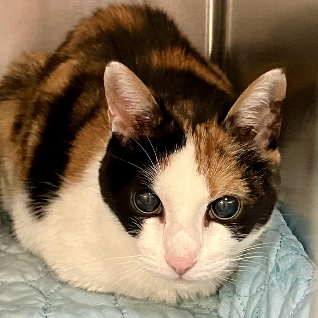 Enlarge Valentine, a Adoptable Domestic Short Hair in Port Charlotte, FL image 1/1