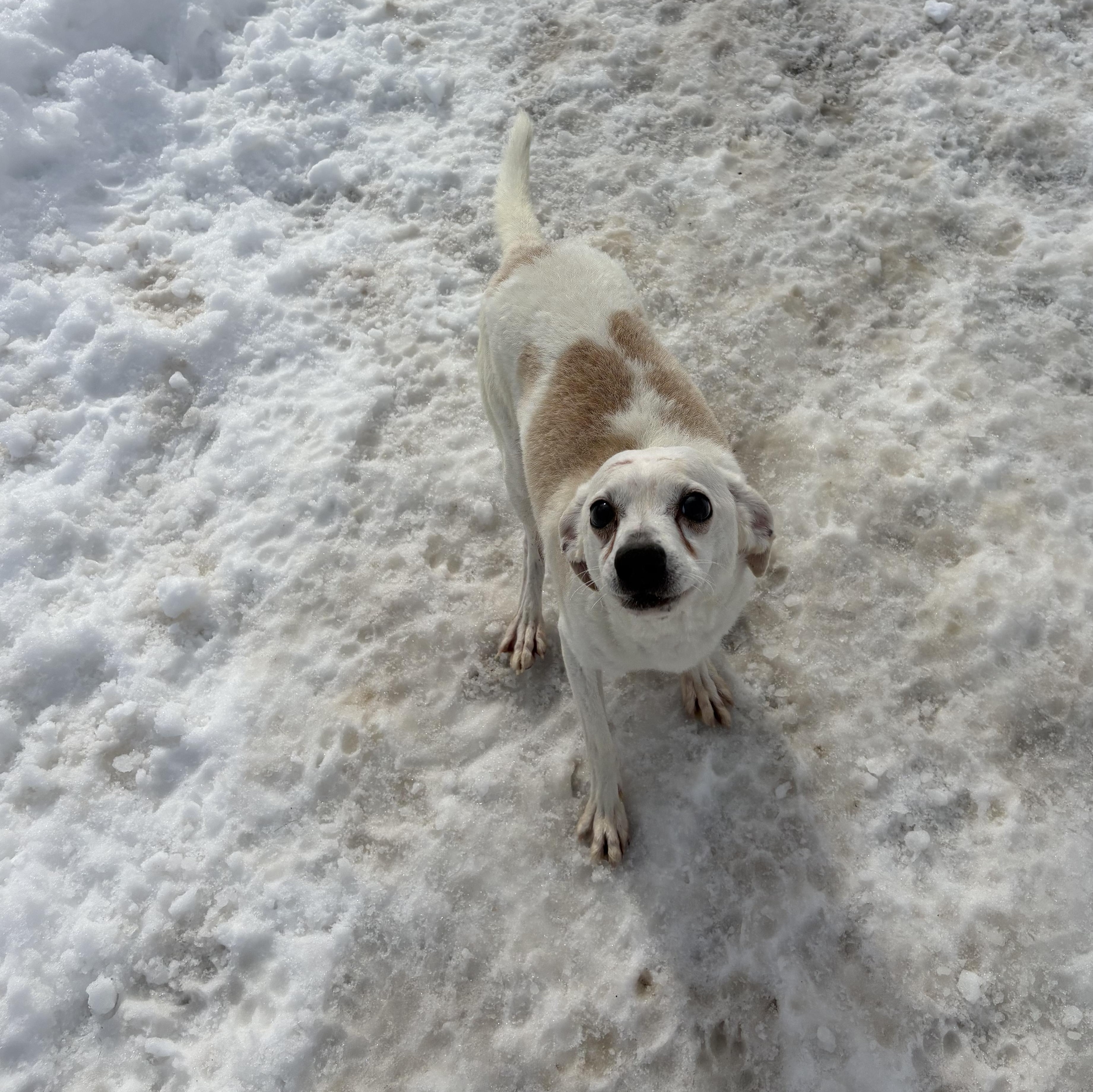 Enlarge Coco, a ADOPTABLE Chihuahua in New York, NY image 4/6