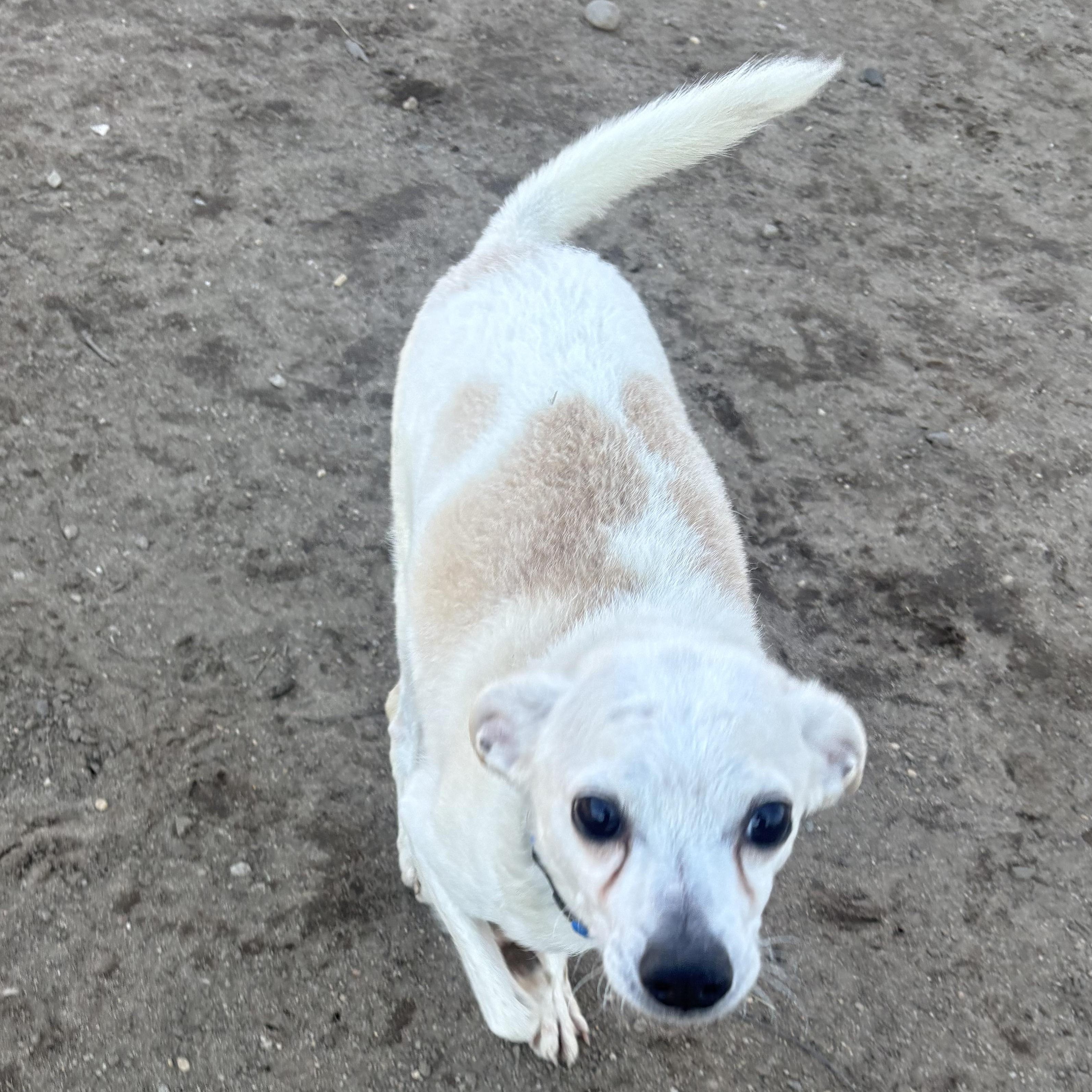 Enlarge Coco, a ADOPTABLE Chihuahua in New York, NY image 5/6