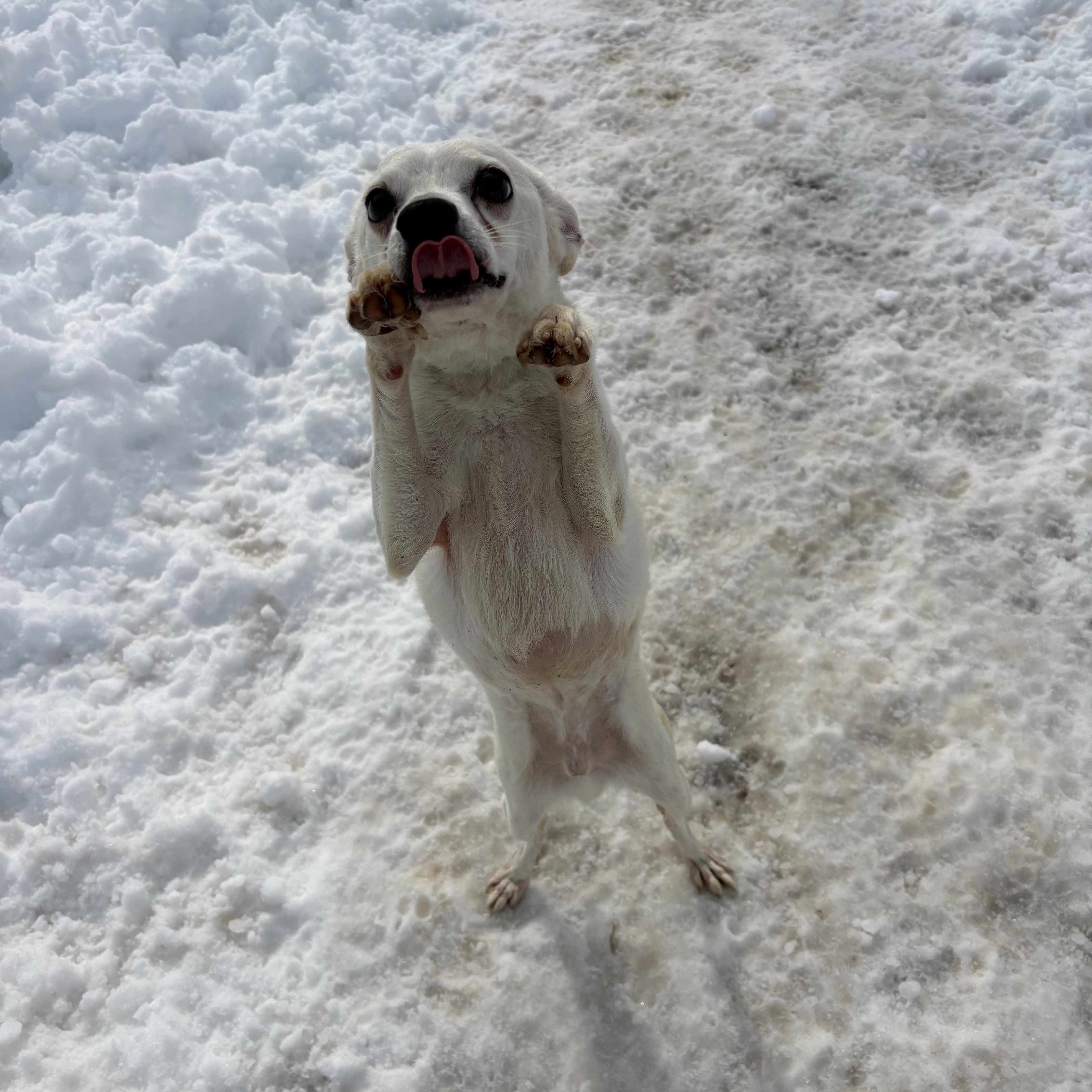 Enlarge Coco, a ADOPTABLE Chihuahua in New York, NY image 3/6