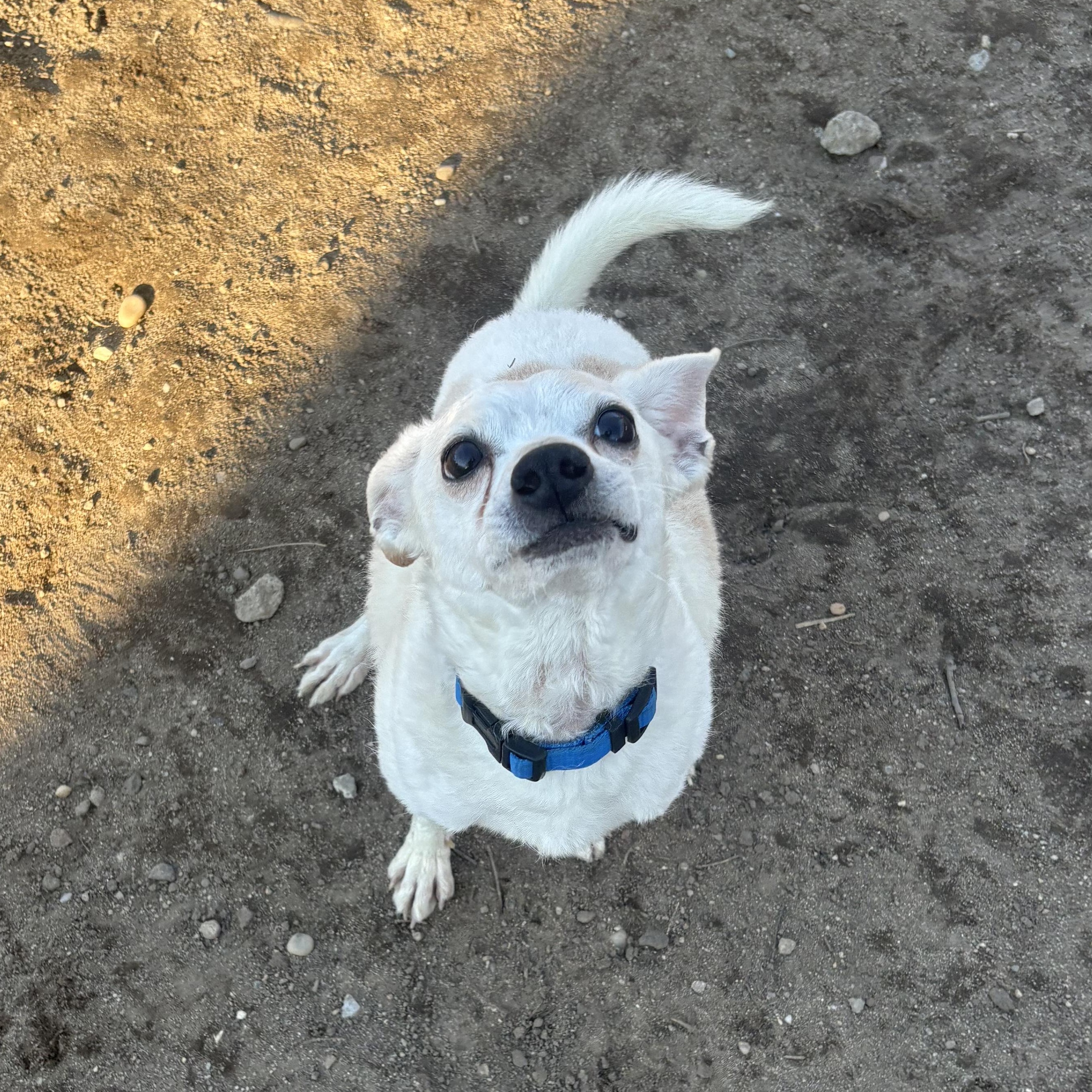 Coco, ADOPTABLE, Young Male Chihuahua.