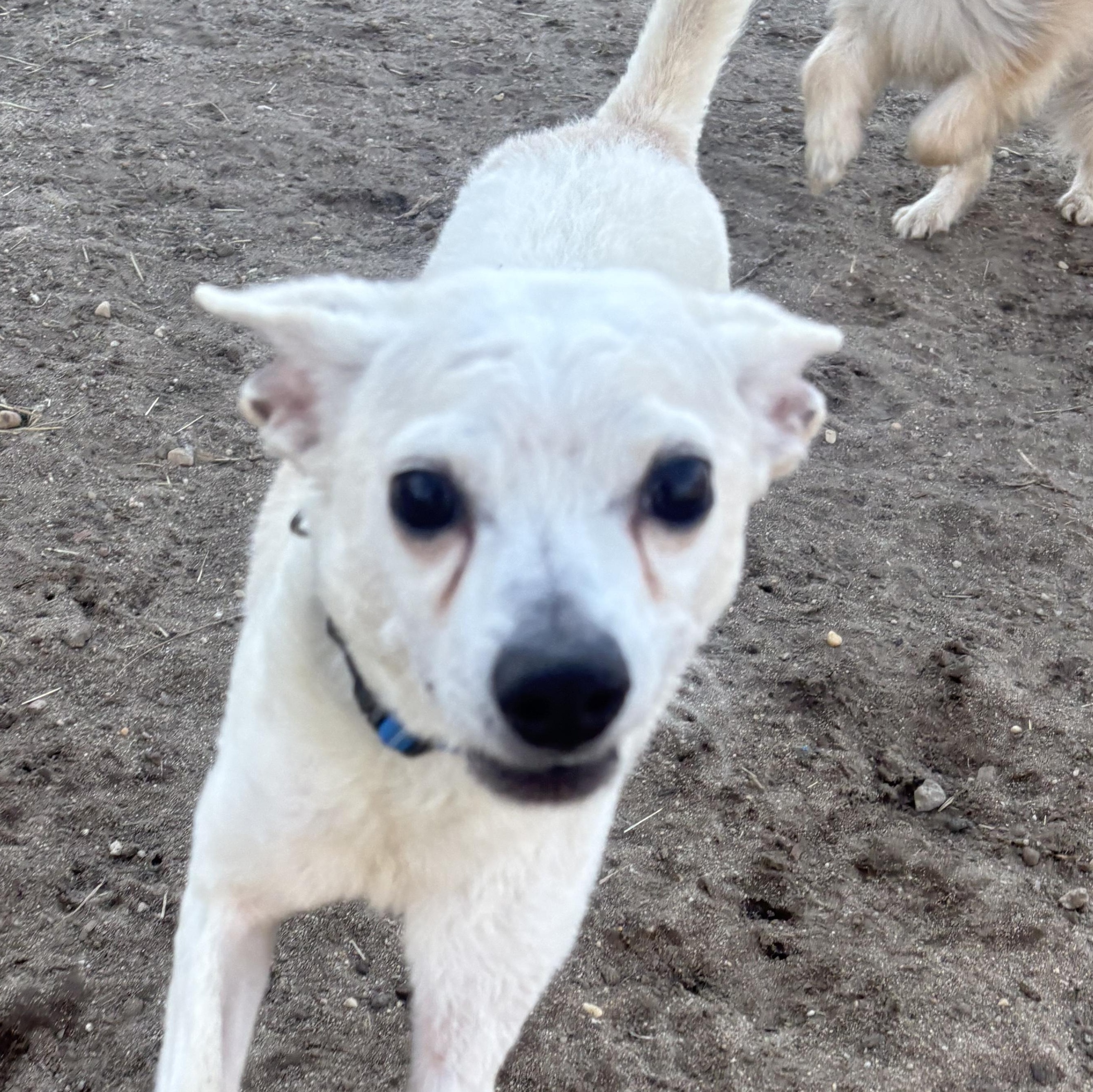 Enlarge Coco, a ADOPTABLE Chihuahua in New York, NY image 2/6