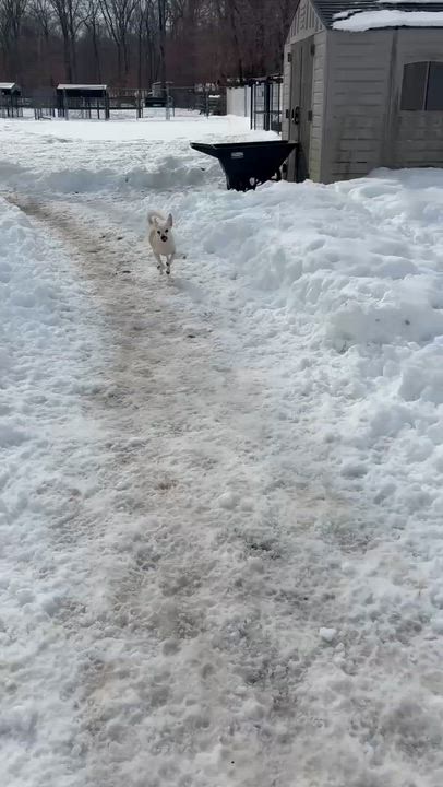 Enlarge Coco, a ADOPTABLE Chihuahua in New York, NY video 6/6