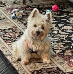 Enlarge "KYLIE" - BEAUTIFUL PUREBRED WESTIE SENIOR LOOKING FOR FOREVER HOME, a Adoptable West Highland White Terrier / Westie in novi, MI image 1/3