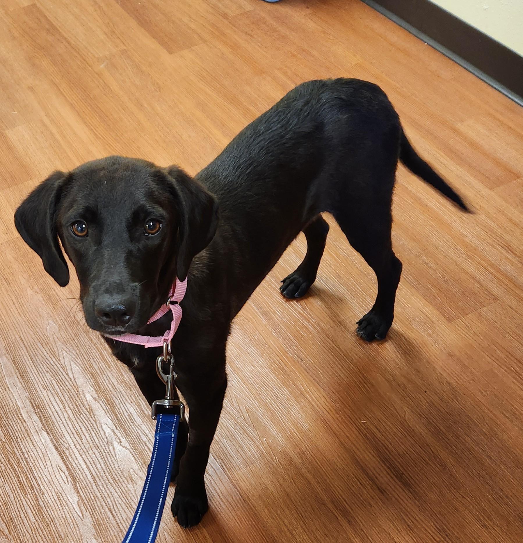 Enlarge Thelma, an adopted mixed breed in Mauston, WI image 2/2