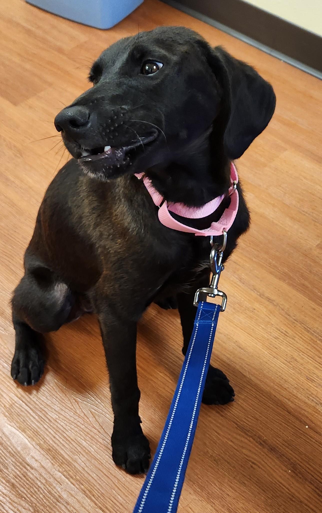 Enlarge Thelma, an adopted mixed breed in Mauston, WI image 1/2