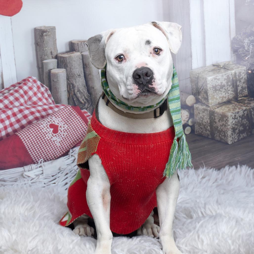 Enlarge Champ, a Adoptable Pit Bull Terrier in Franklin, TN image 1/3