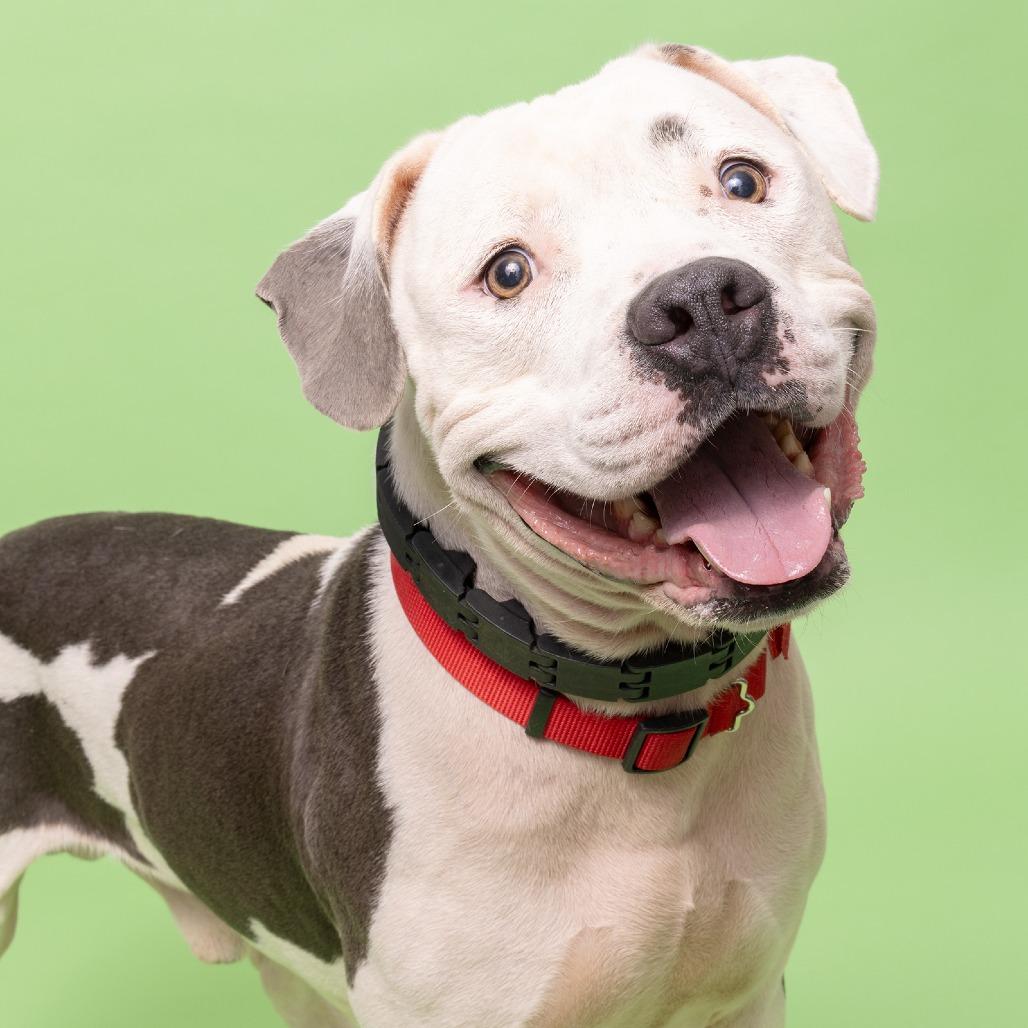 Enlarge Champ, a Adoptable Pit Bull Terrier in Franklin, TN image 3/3