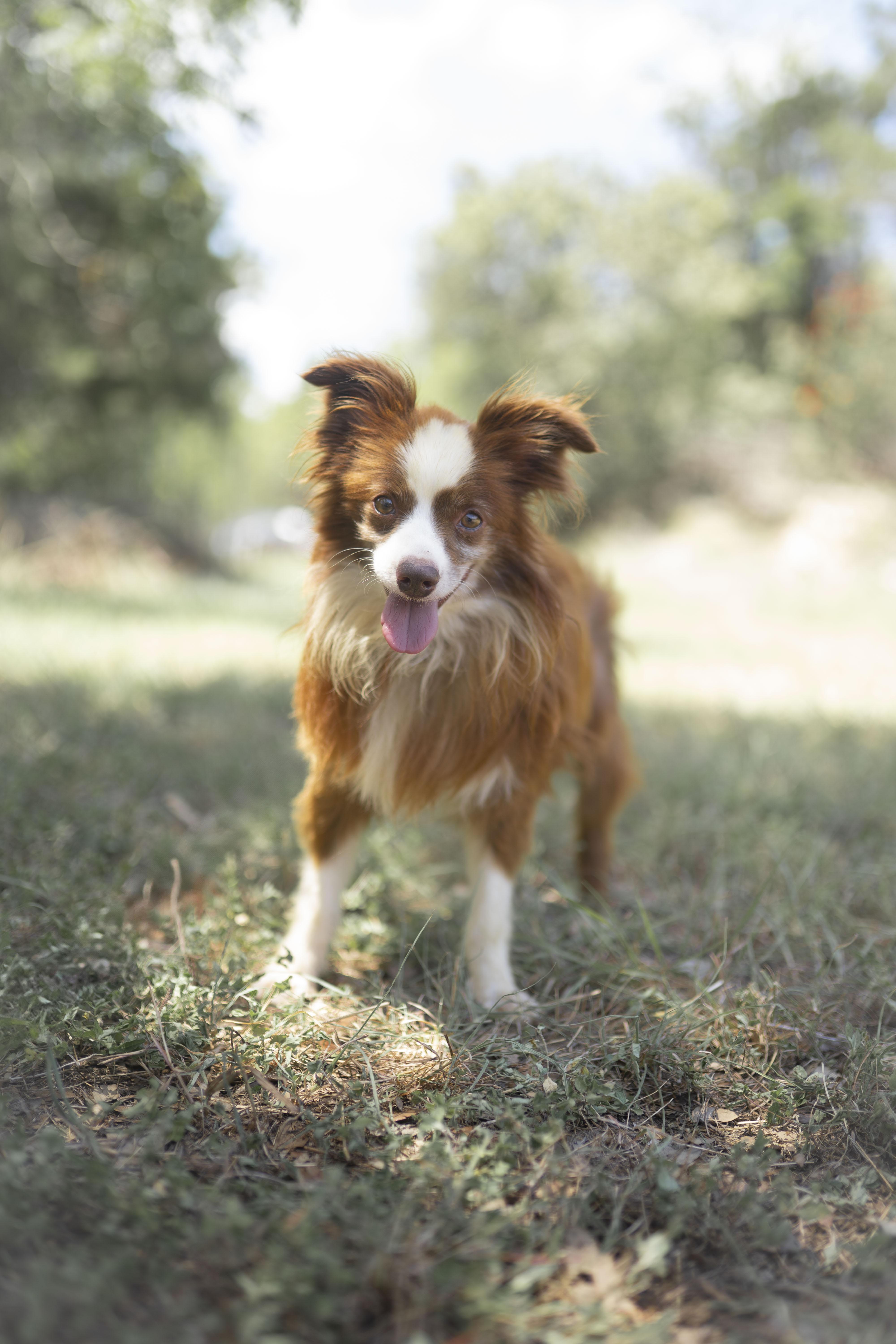 Little Man, Adoptable, Adult Male Australian Shepherd & Papillon.