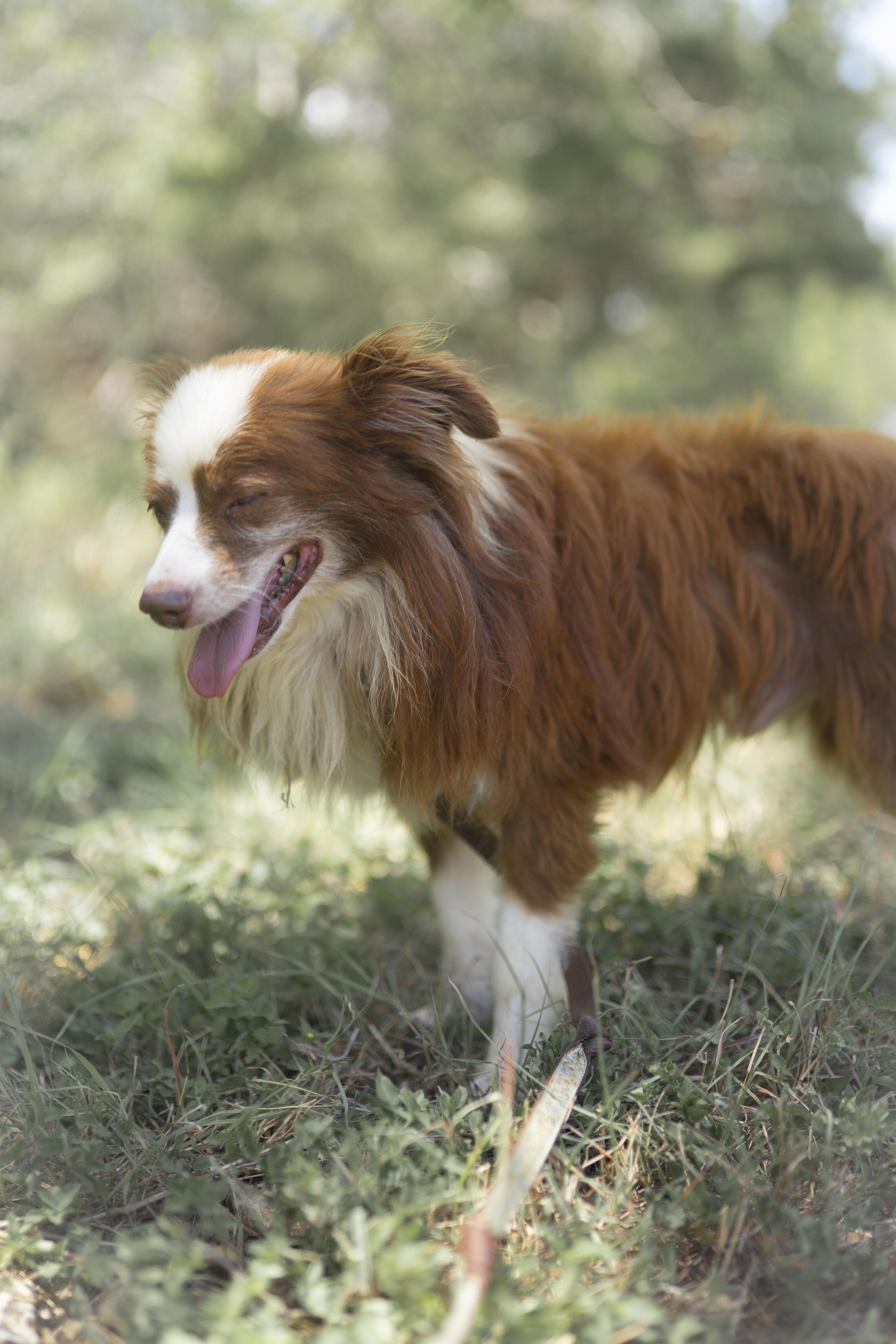 Enlarge Little Man, a Adoptable mixed breed in Driftwood, TX image 4/6