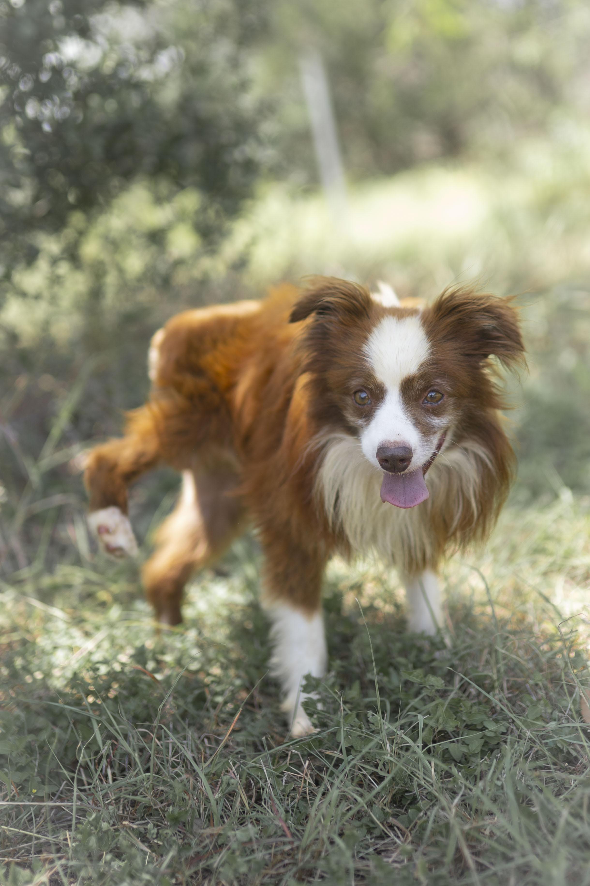 Enlarge Little Man, a Adoptable mixed breed in Driftwood, TX image 5/6