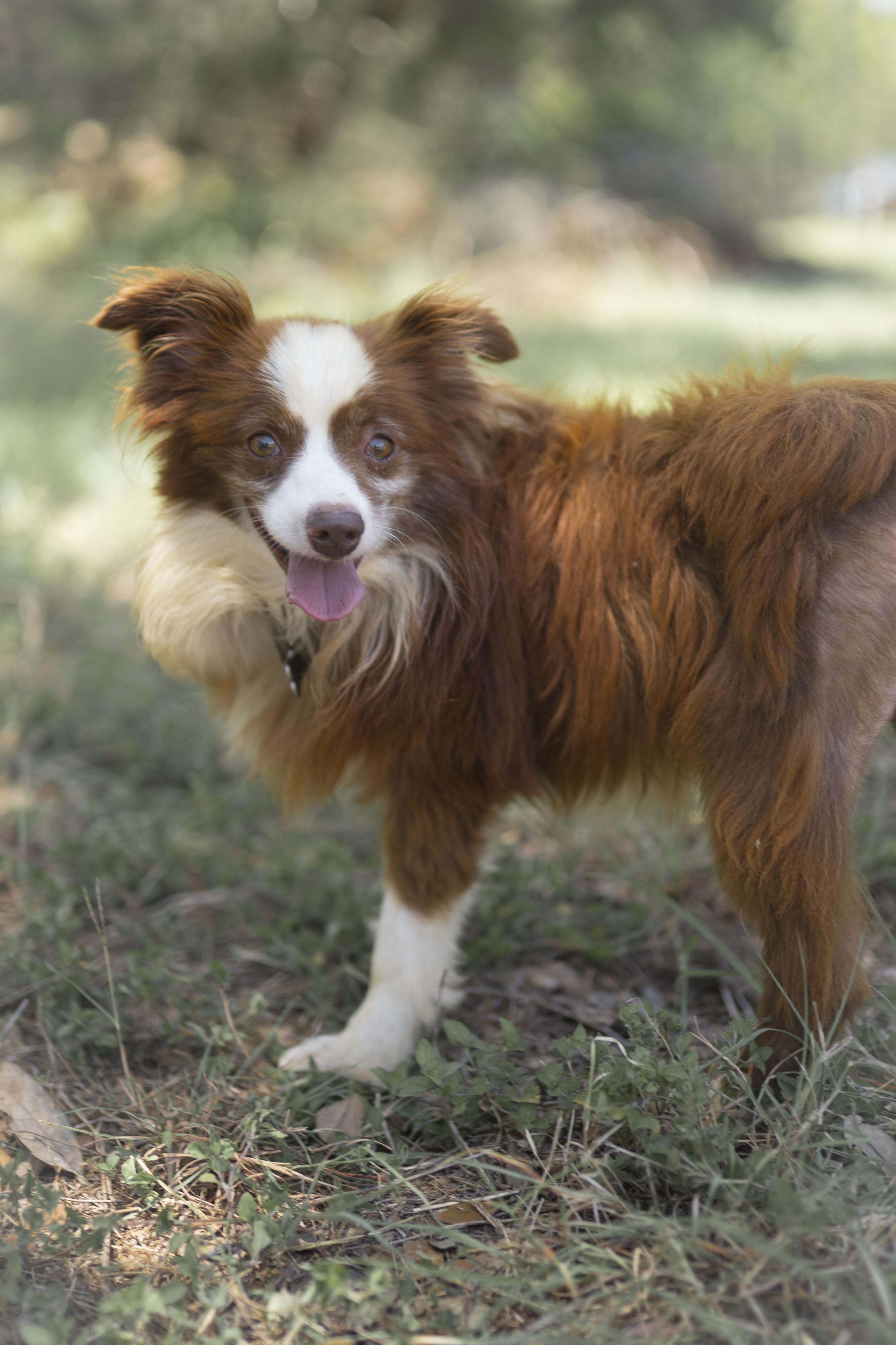Enlarge Little Man, a Adoptable mixed breed in Driftwood, TX image 6/6