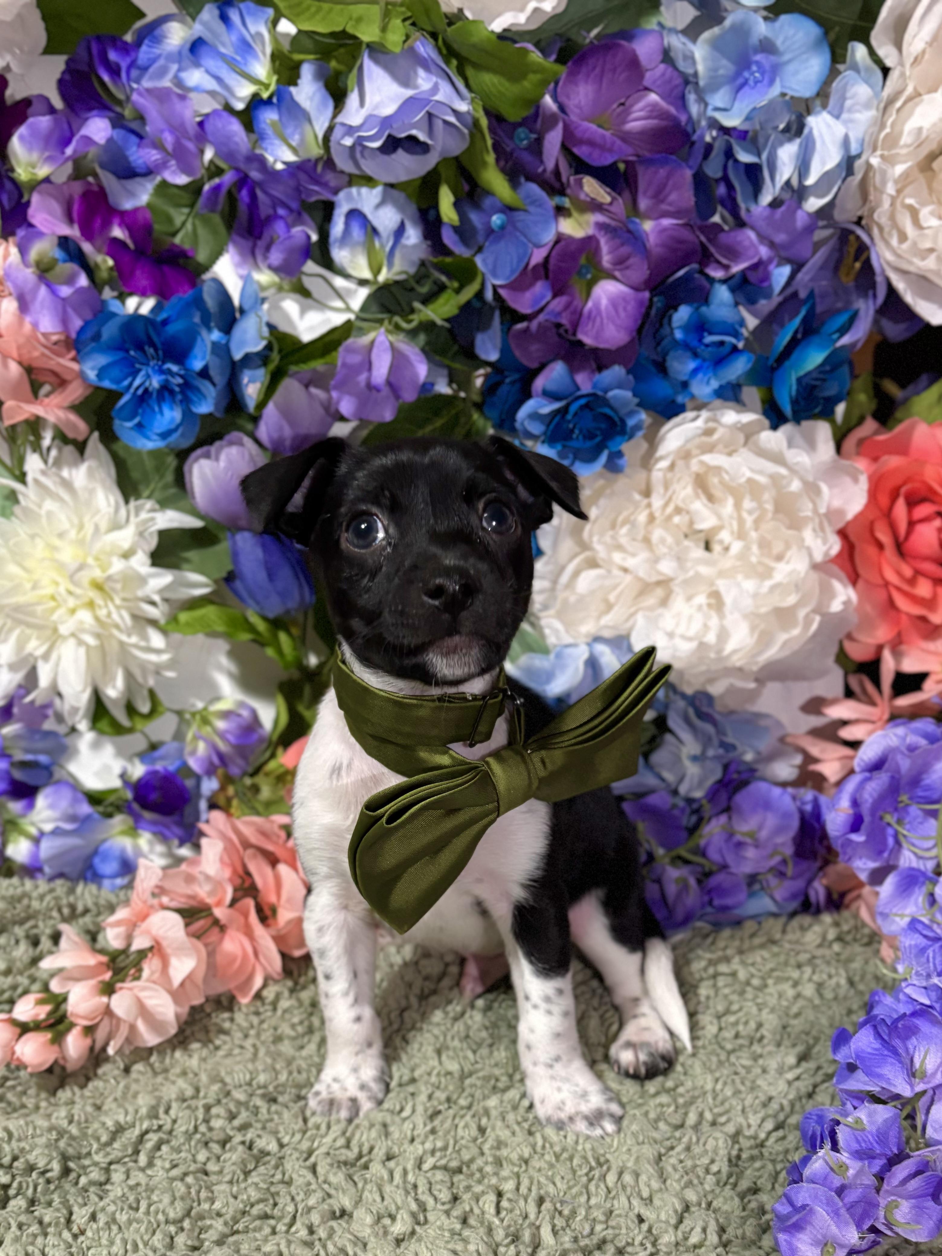 Enlarge Basil - Spice Litter - DNA TESTED!!, an adopted mixed breed in Benbrook, TX image 2/6