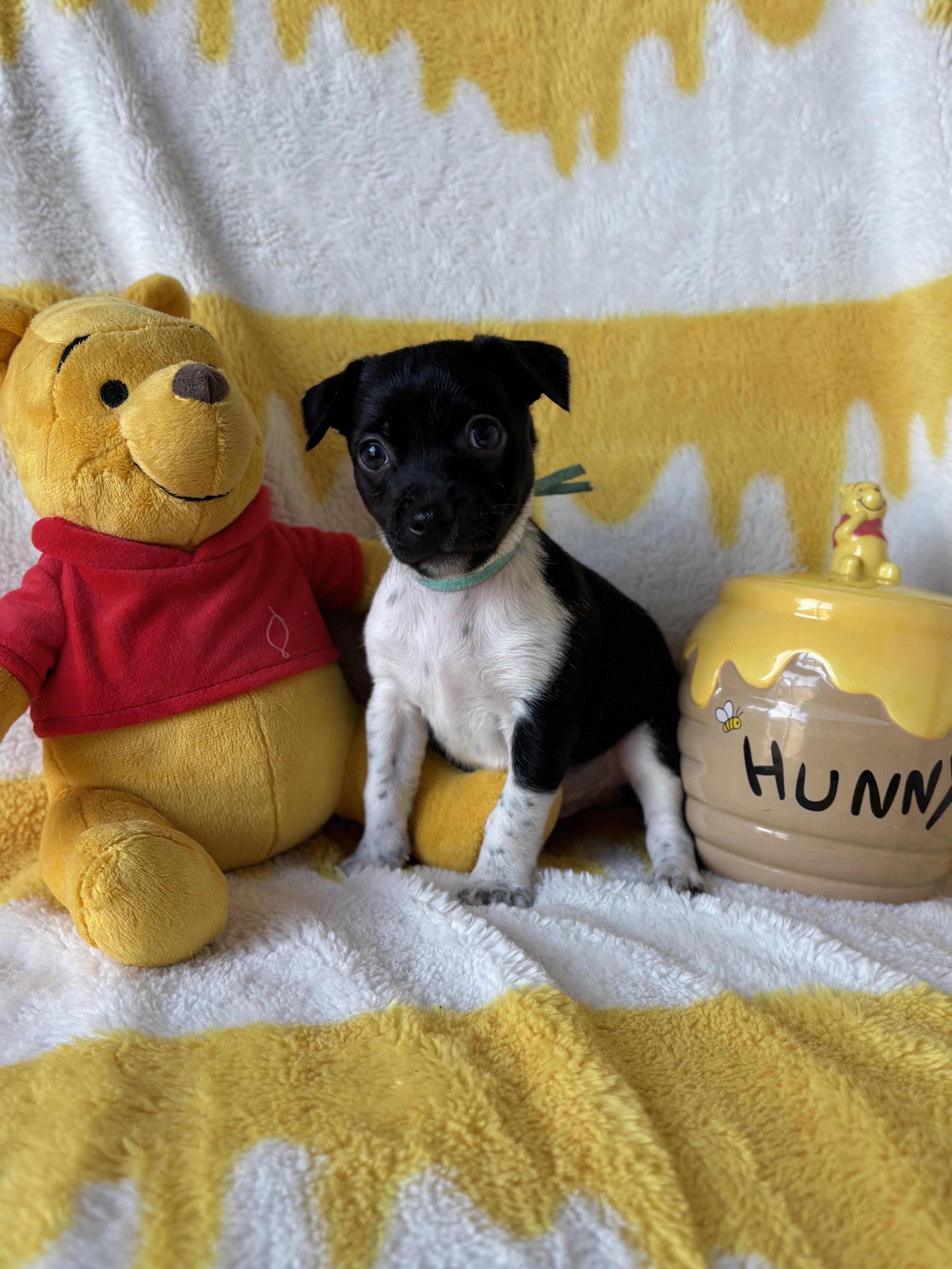 Enlarge Basil - Spice Litter - DNA TESTED!!, an adopted mixed breed in Benbrook, TX image 3/6