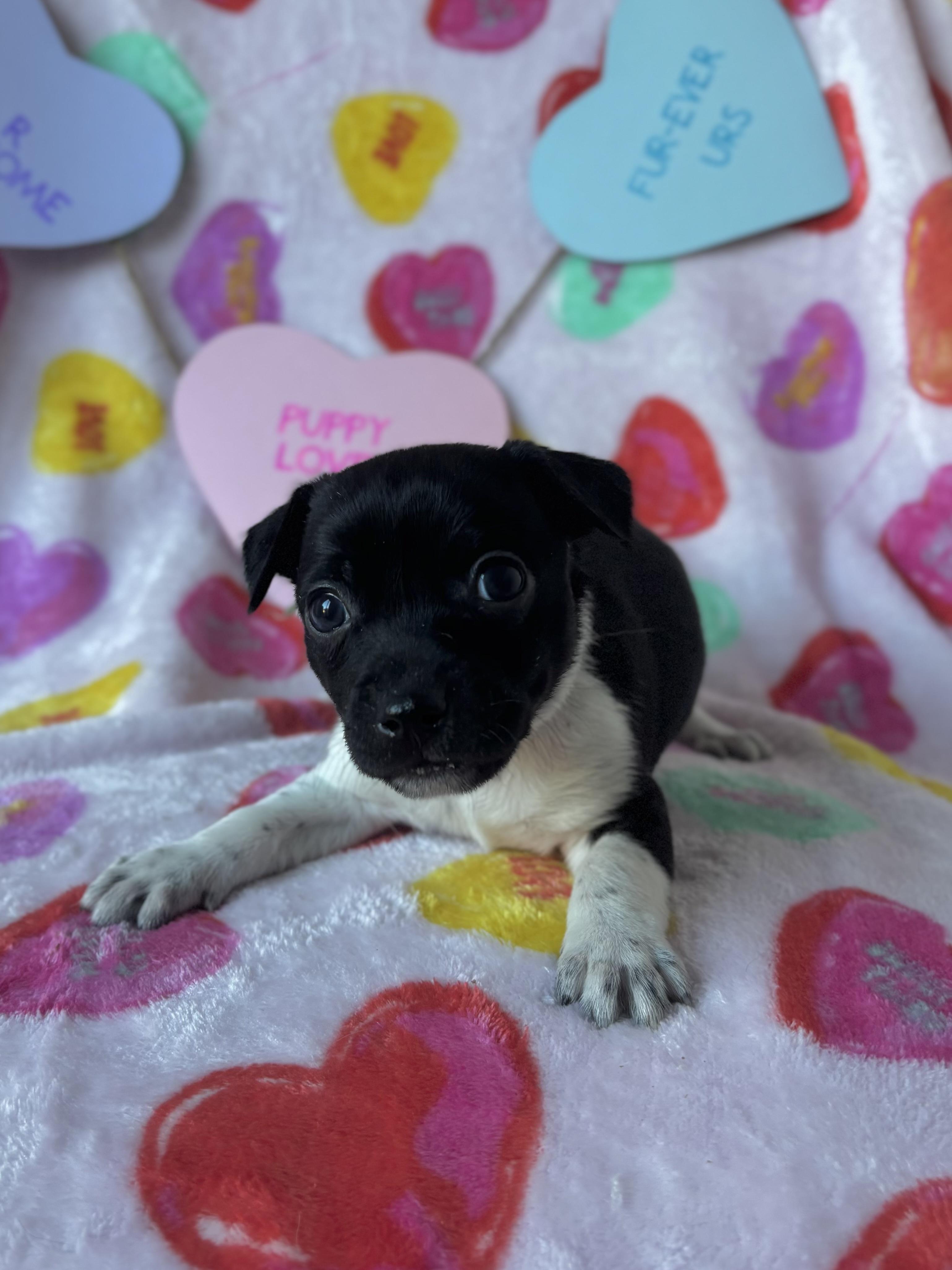 Enlarge Basil - Spice Litter - DNA TESTED!!, an adopted mixed breed in Benbrook, TX image 4/6