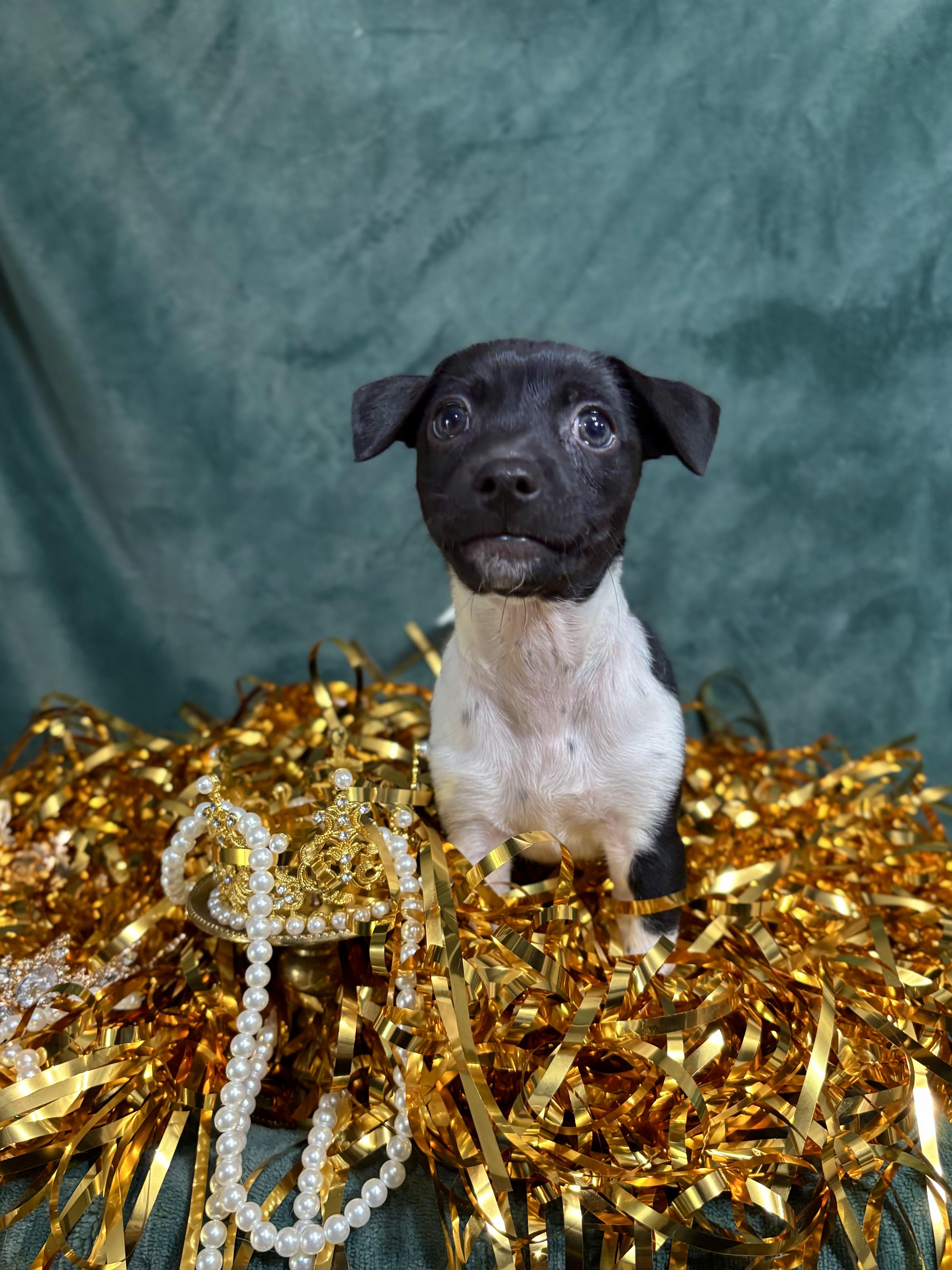 Enlarge Basil - Spice Litter - DNA TESTED!!, an adopted mixed breed in Benbrook, TX image 1/6