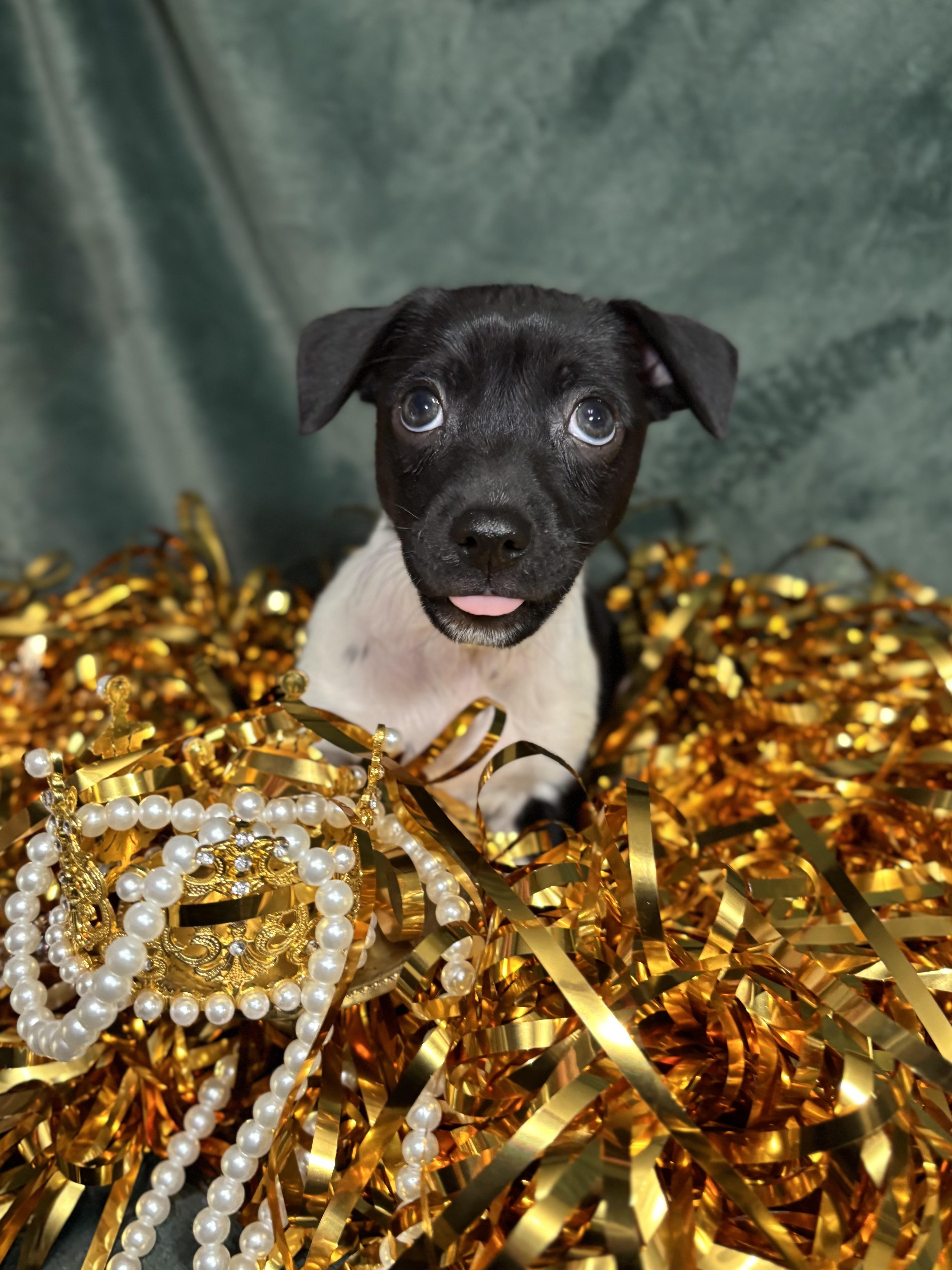 Enlarge Basil - Spice Litter - DNA TESTED!!, an adopted mixed breed in Benbrook, TX image 5/6