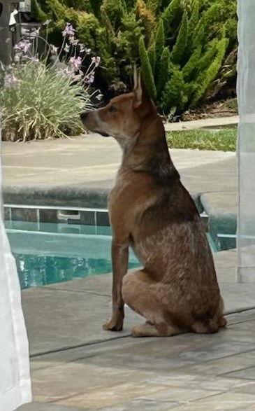 Puppy, Adoptable, Young Male Australian Cattle Dog / Blue Heeler.