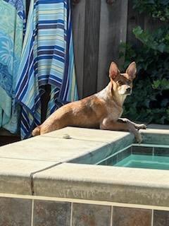 Enlarge Puppy, a Adoptable Australian Cattle Dog / Blue Heeler in Petaluma, CA image 2/3