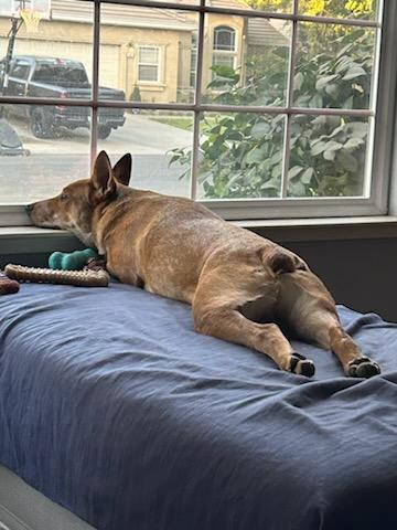 Enlarge Puppy, a Adoptable Australian Cattle Dog / Blue Heeler in Petaluma, CA image 3/3
