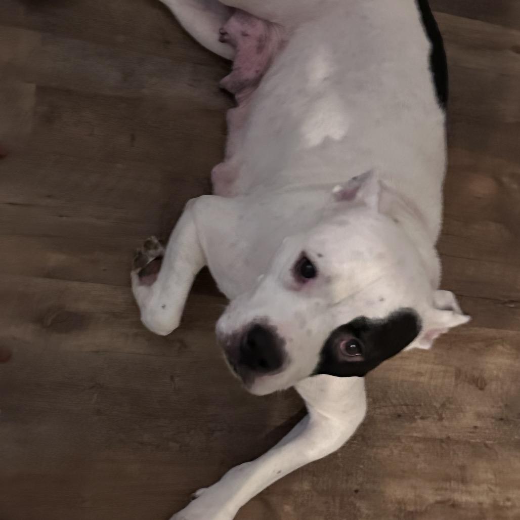 Enlarge Sadie, a Adoptable Mixed Breed in Springboro, OH image 1/6