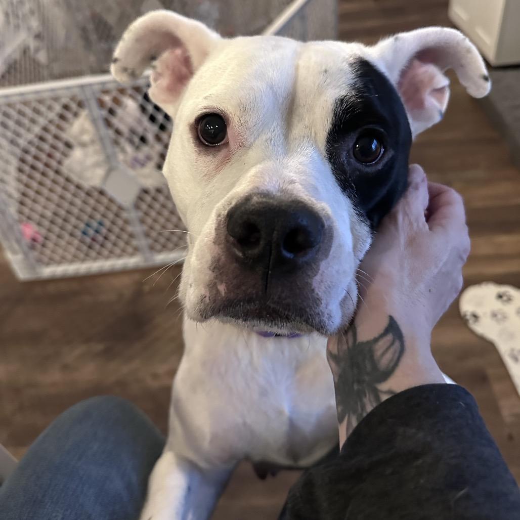 Enlarge Sadie, a Adoptable Mixed Breed in Springboro, OH image 2/6