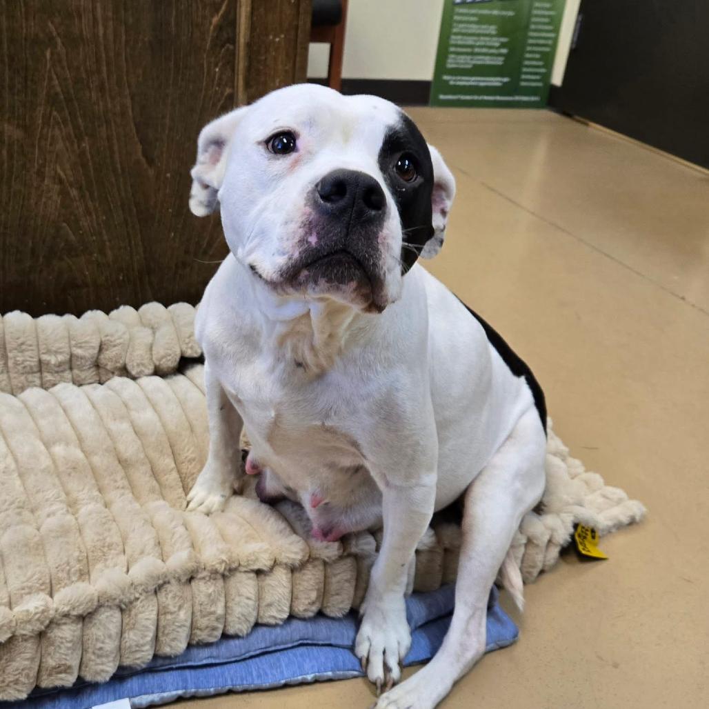 Enlarge Sadie, a Adoptable Mixed Breed in Springboro, OH image 5/6