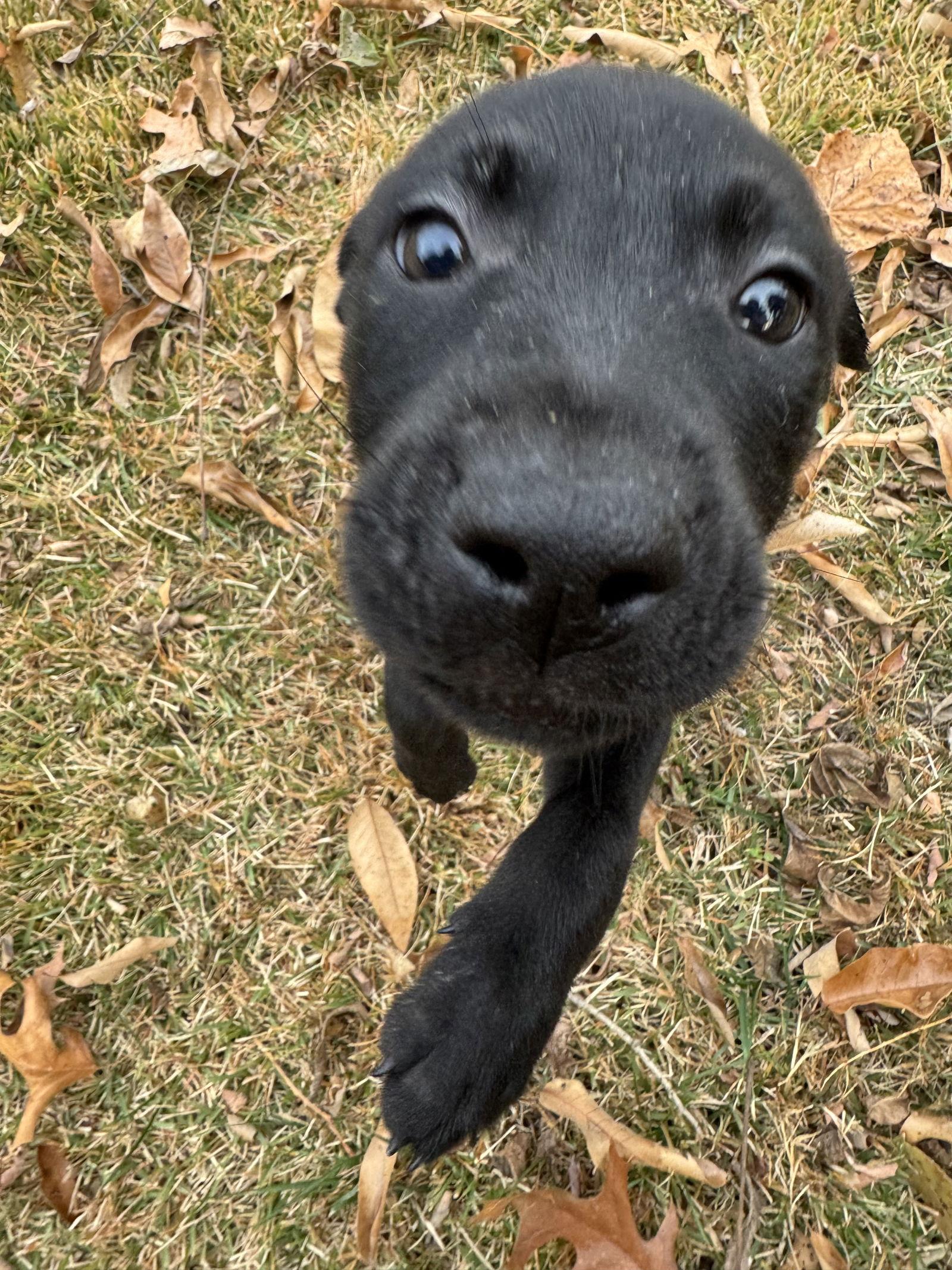 Vanellope, a Adoptable mixed breed in Barnhart, MO image 1/2