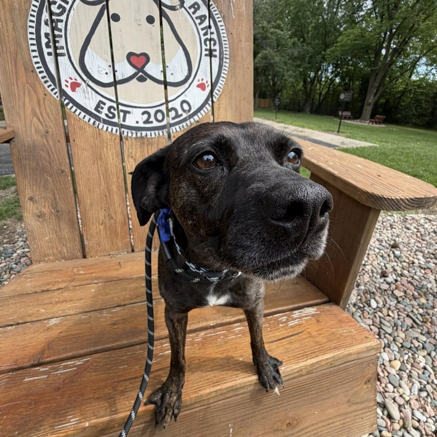 Enlarge Tommy, a ADOPTABLE Mixed Breed in Shawnee, KS image 5/6