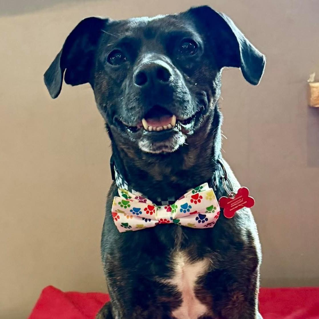 Tommy, Adopted, Adult Male Mixed Breed.
