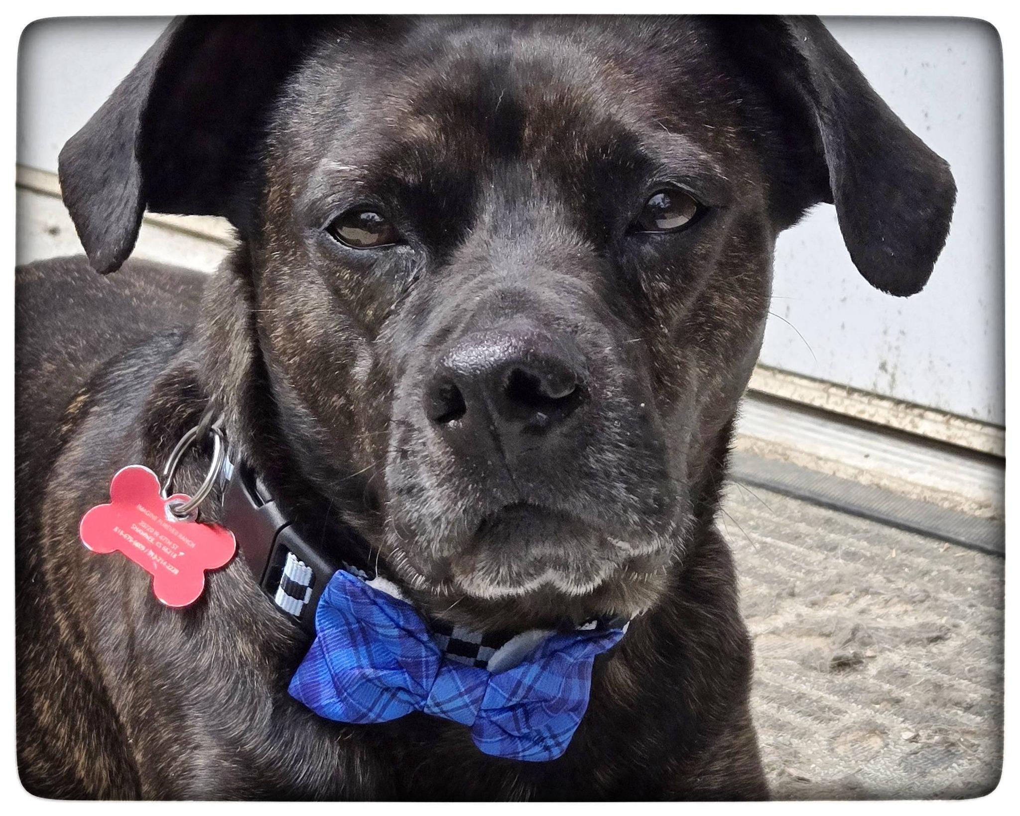Enlarge Tommy, a ADOPTABLE Mixed Breed in Shawnee, KS image 1/6