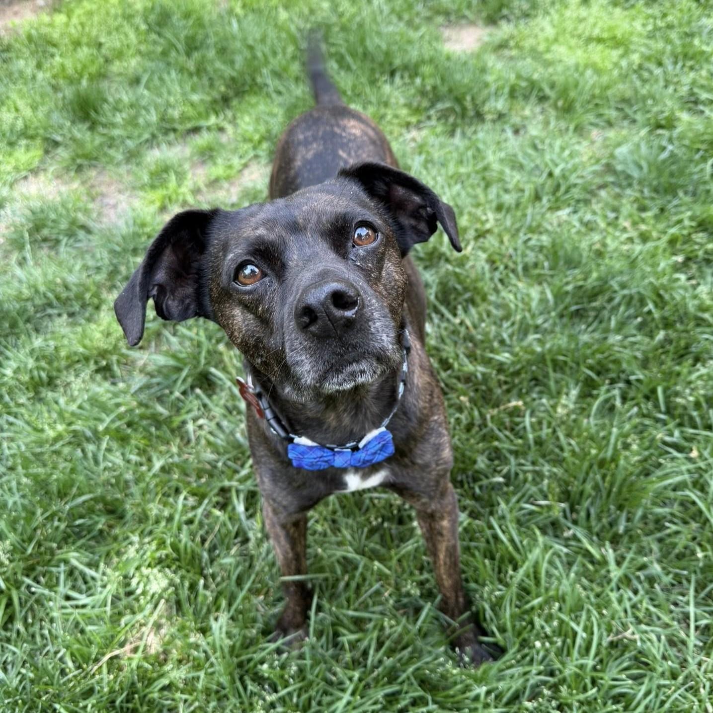 Enlarge Tommy, a ADOPTABLE Mixed Breed in Shawnee, KS image 4/6