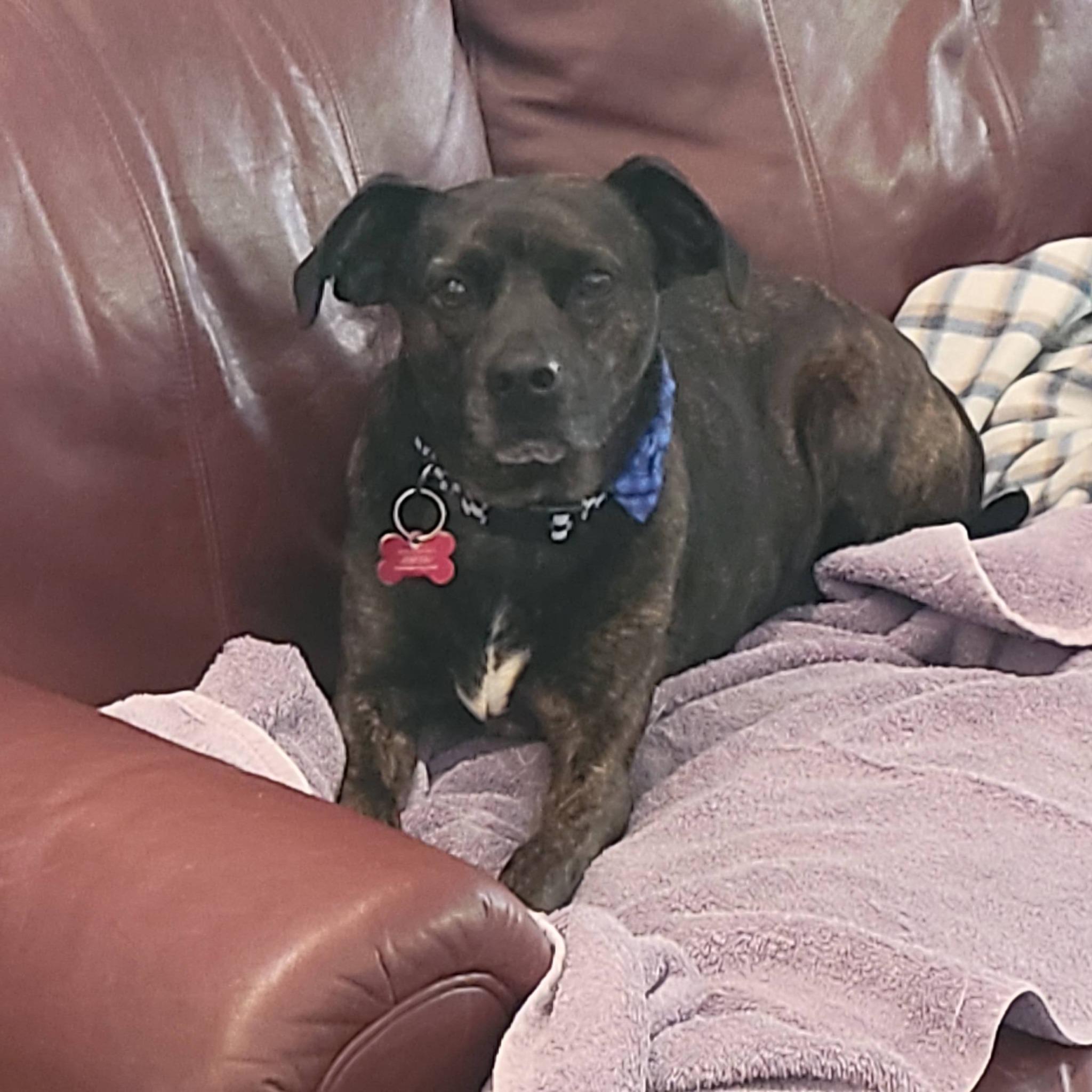 Enlarge Tommy, a ADOPTABLE Mixed Breed in Shawnee, KS image 2/6