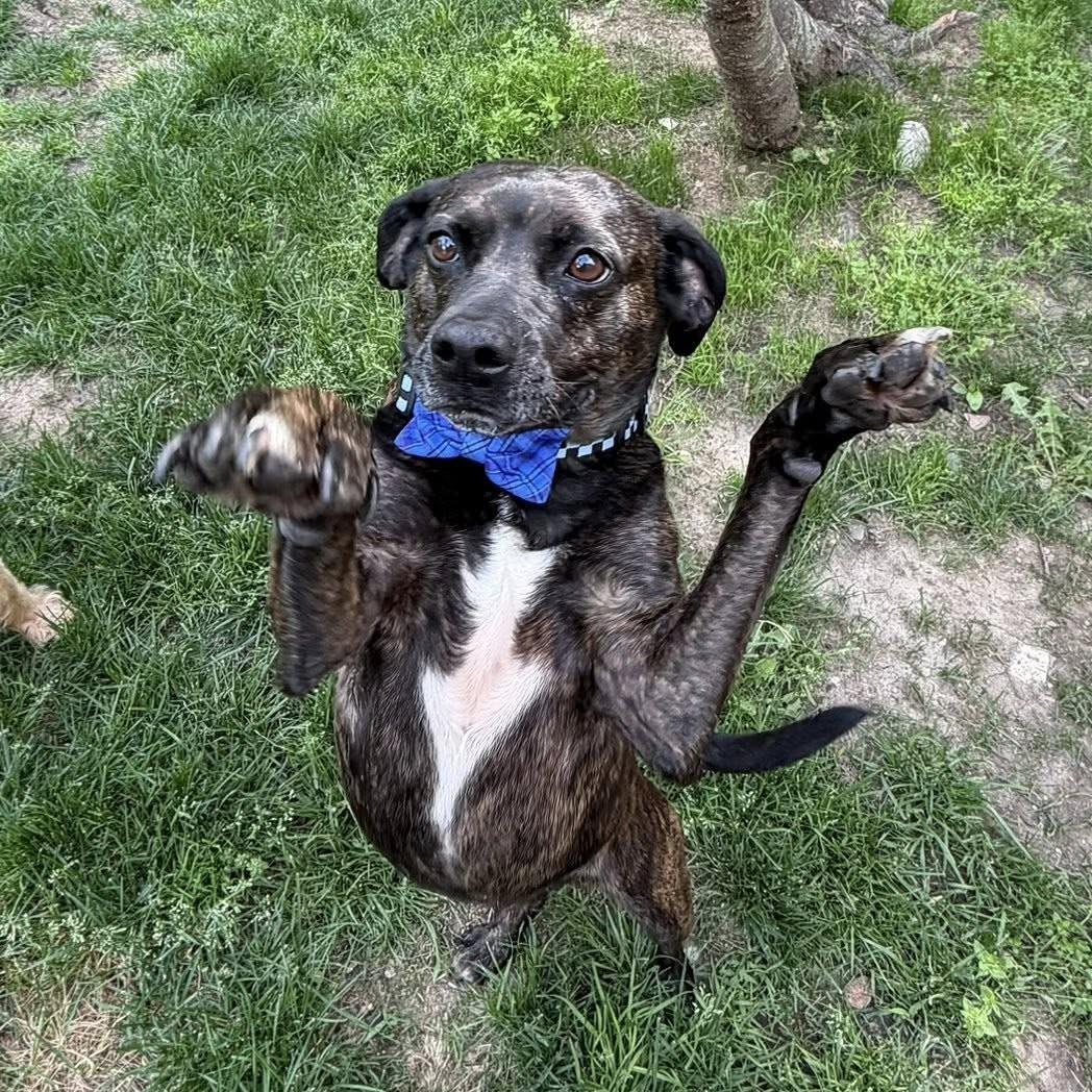 Enlarge Tommy, a ADOPTABLE Mixed Breed in Shawnee, KS image 3/6