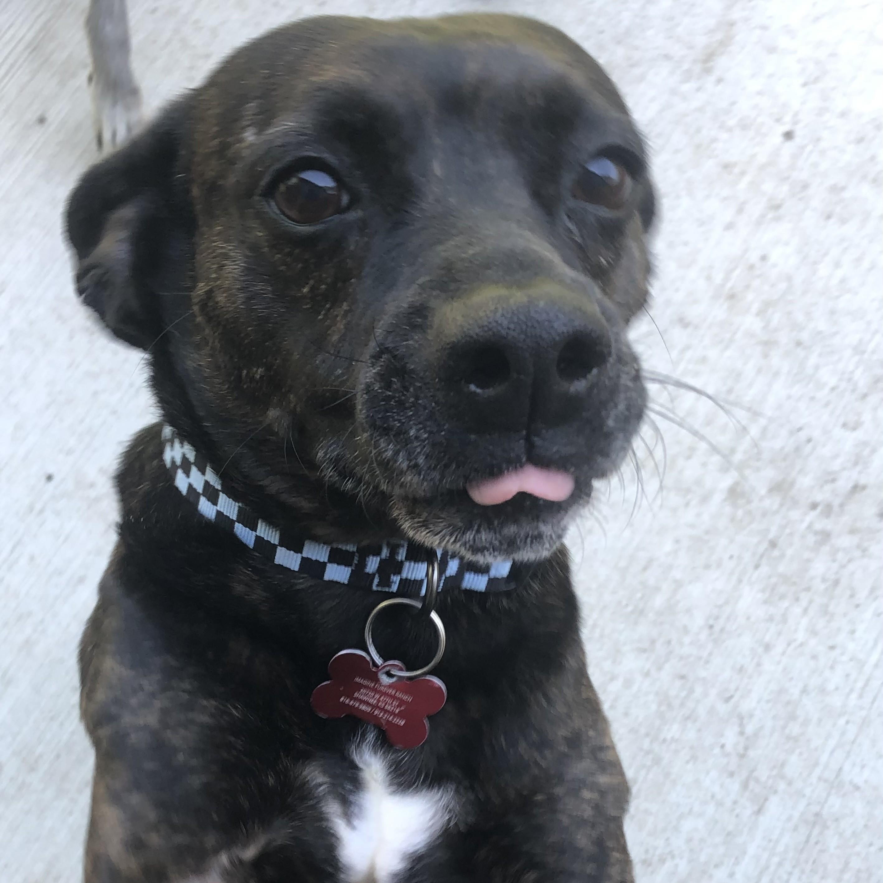 Enlarge Tommy, a ADOPTABLE Mixed Breed in Shawnee, KS image 6/6