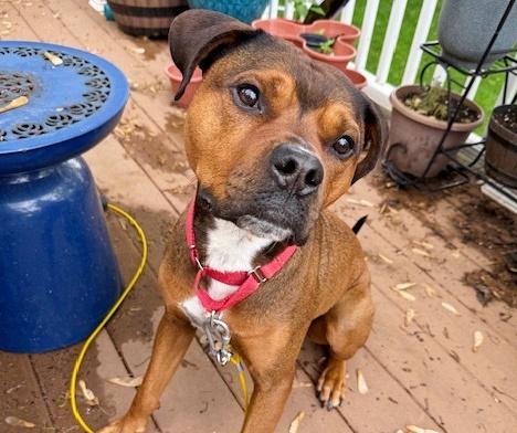 GIO, Adoptable, Adult Male Rottweiler & Pit Bull Terrier.