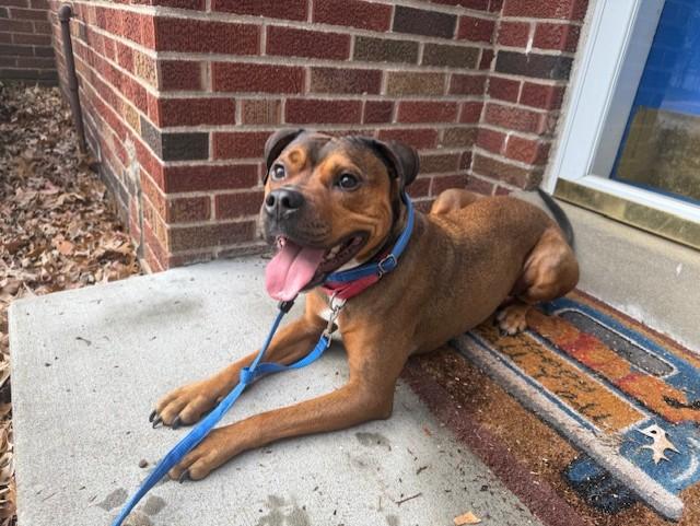 GIO, Adoptable, Adult Male Rottweiler & Pit Bull Terrier.