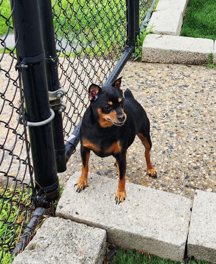 Enlarge Poka, an adopted Miniature Pinscher in Perth Amboy, NJ image 3/3