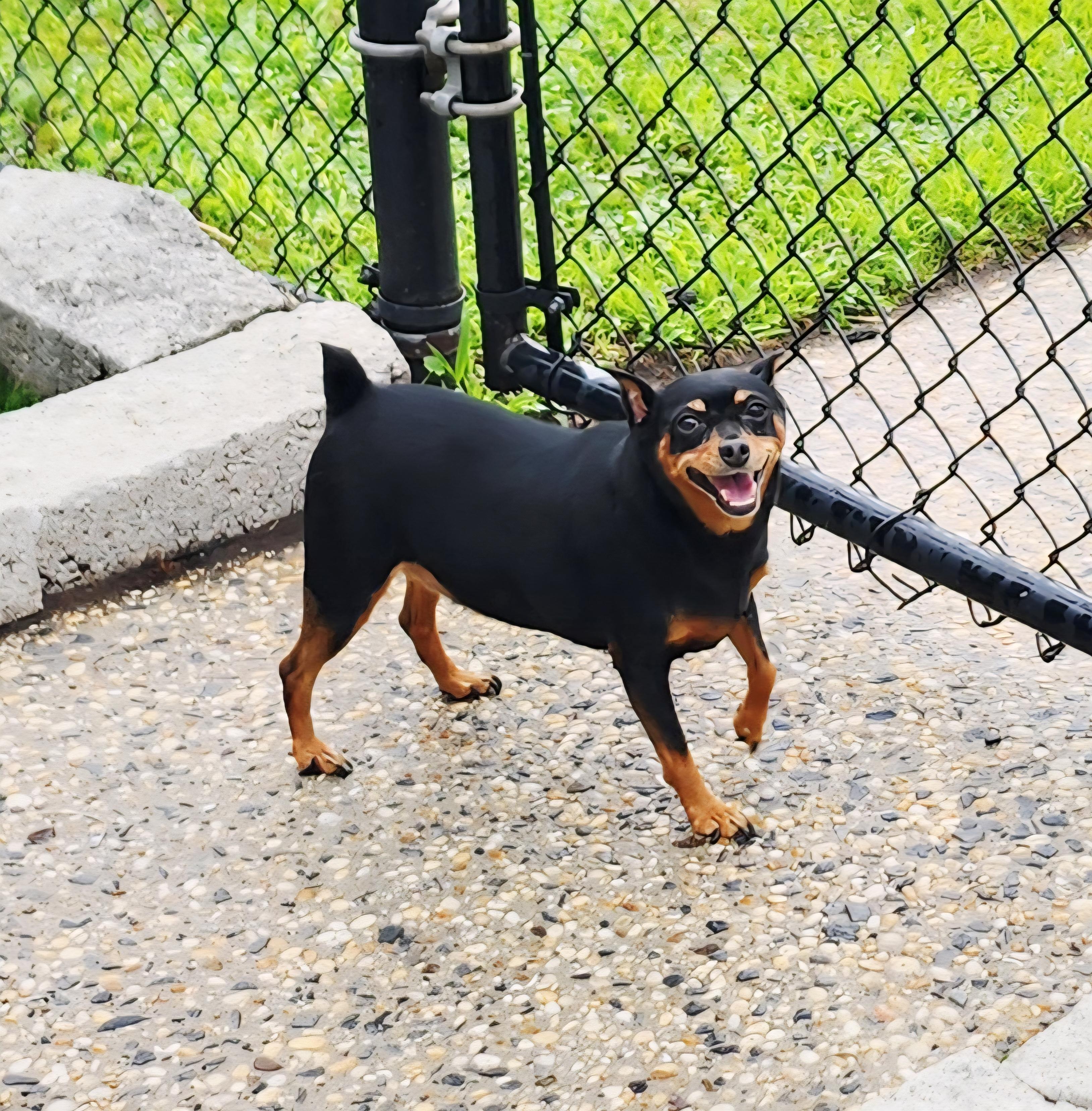 Enlarge Poka, an adopted Miniature Pinscher in Perth Amboy, NJ image 1/3