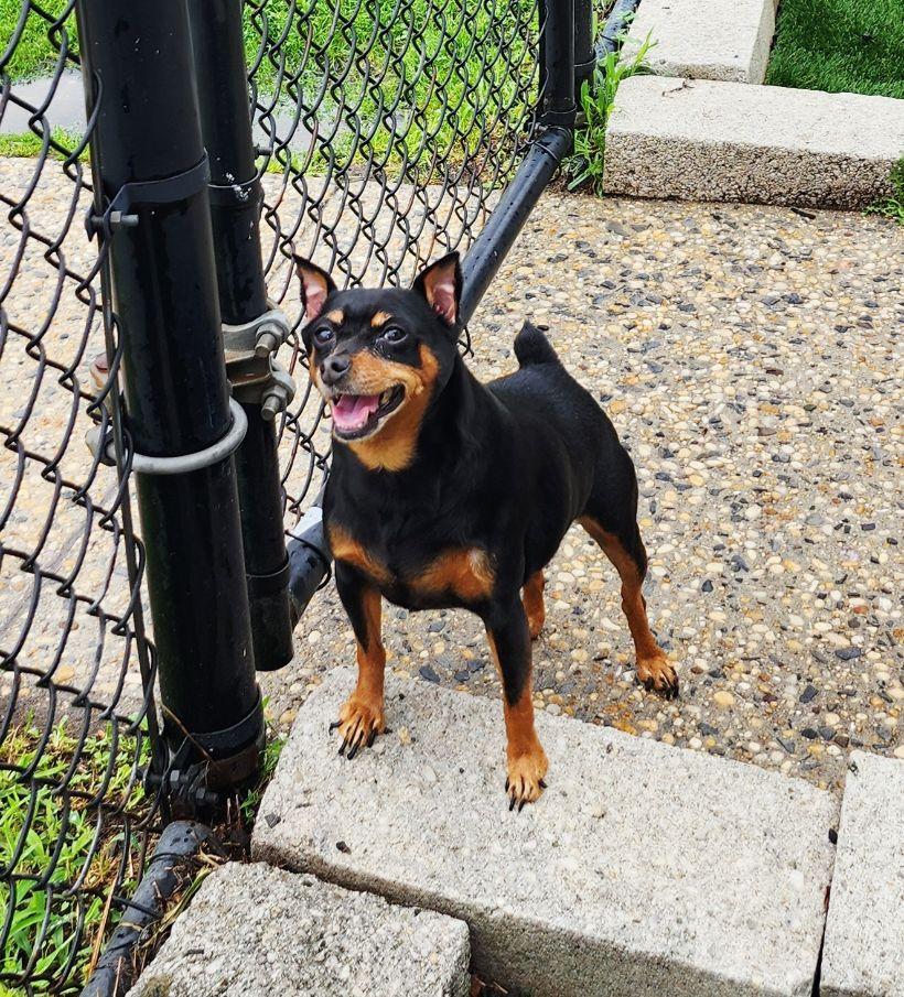 Enlarge Poka, an adopted Miniature Pinscher in Perth Amboy, NJ image 2/3