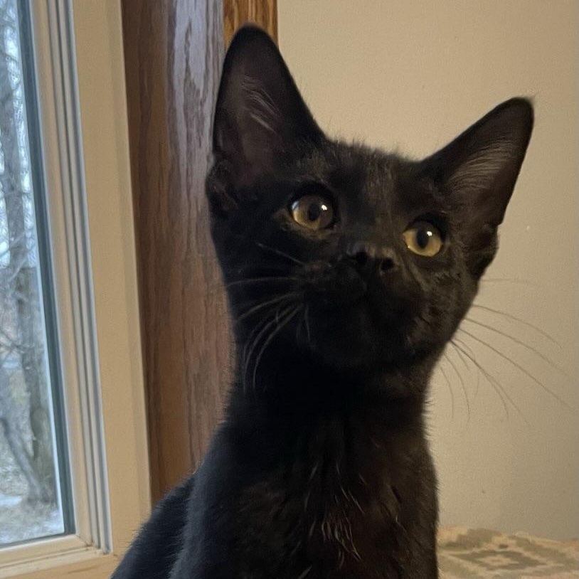 Cobra, adopted, Kitten Male Domestic Short Hair.