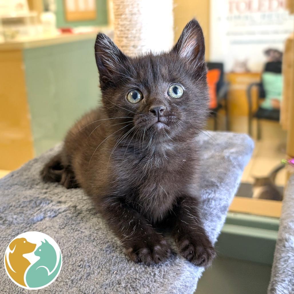 Enlarge Stipple, a Adoptable Domestic Short Hair in Toledo, OH image 1/1
