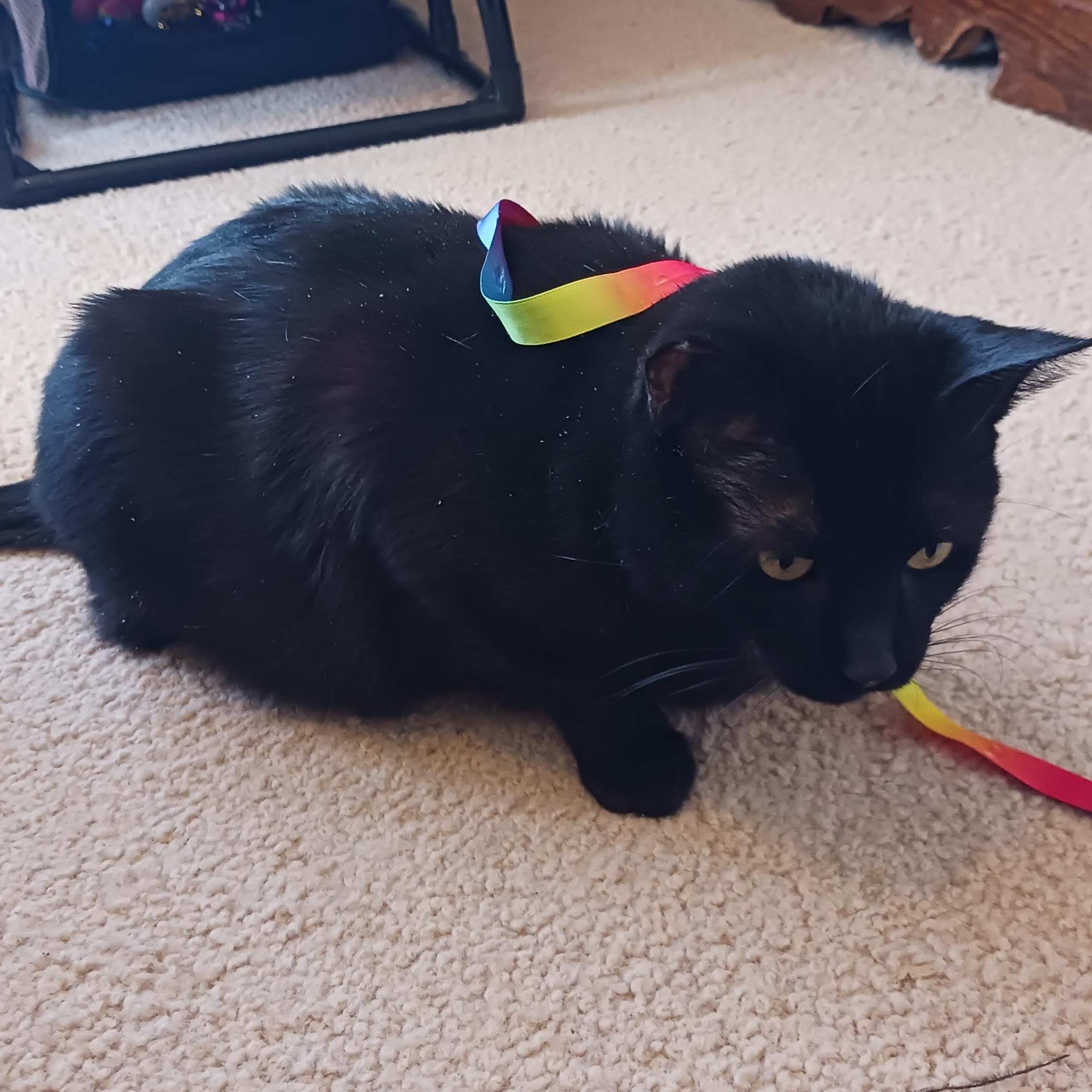 Enlarge Grace, a ADOPTABLE Domestic Short Hair in Morgantown, WV image 4/6