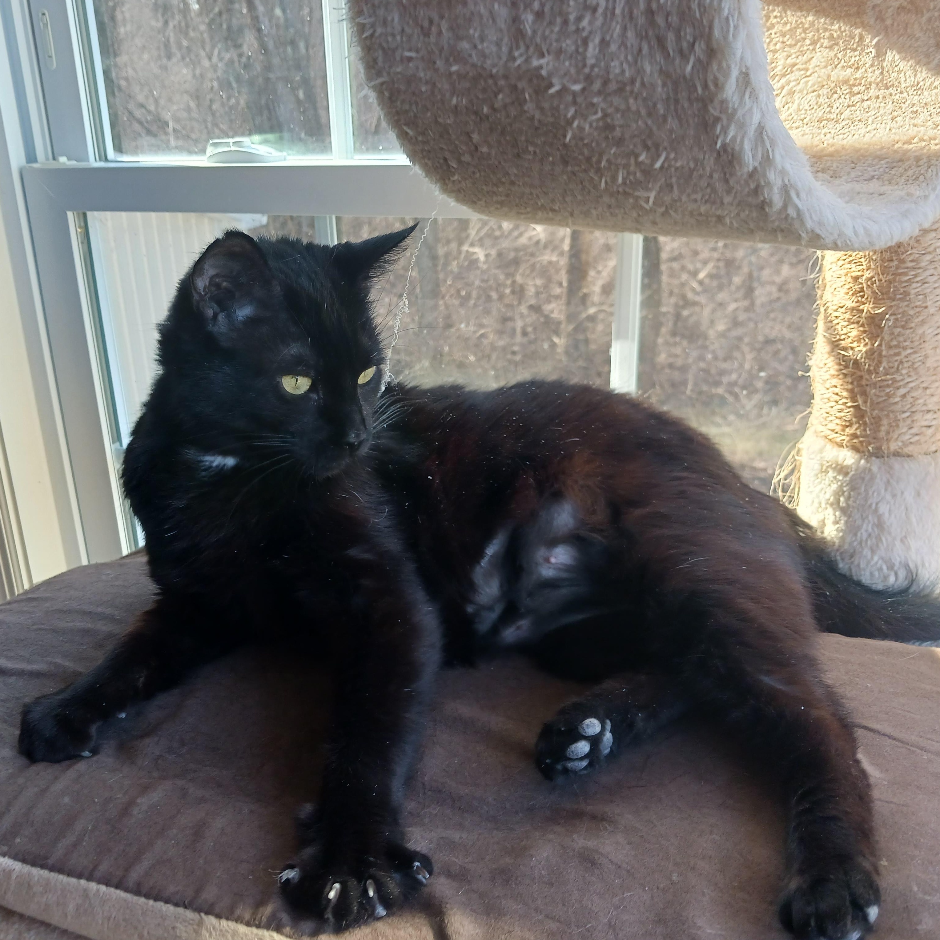 Enlarge Grace, a ADOPTABLE Domestic Short Hair in Morgantown, WV image 2/6