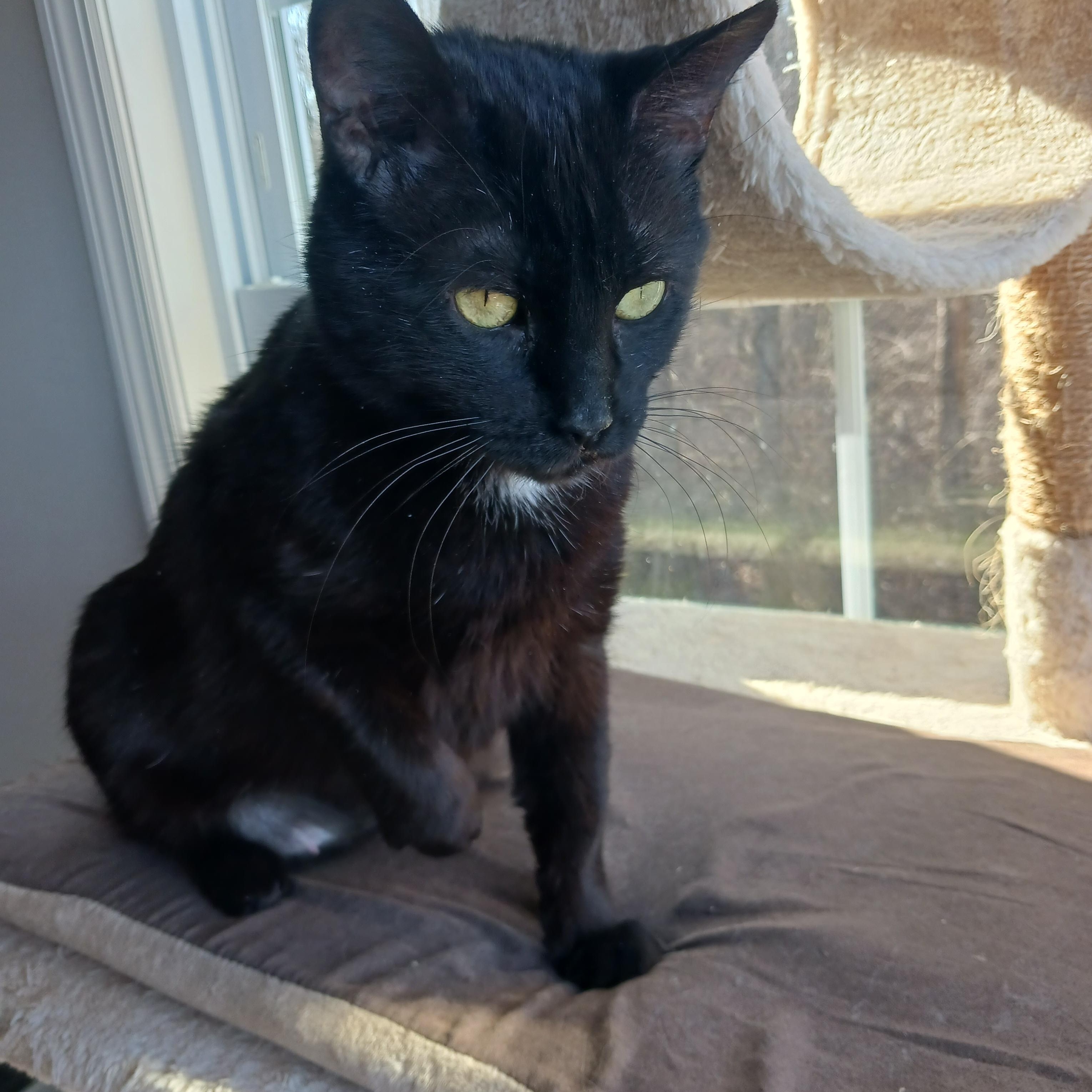 Enlarge Grace, a ADOPTABLE Domestic Short Hair in Morgantown, WV image 6/6