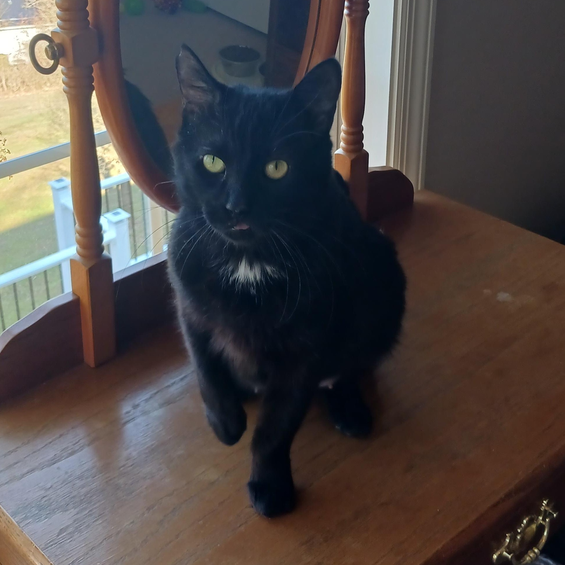 Enlarge Grace, a ADOPTABLE Domestic Short Hair in Morgantown, WV image 3/6